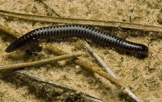 Diplopoda · dviporiakojis