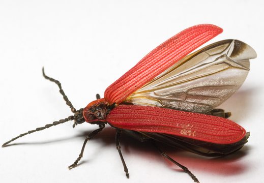 Dictyoptera aurora · aušrinis žiedvabalis