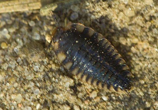 Oiceoptoma thoracica larva · raudonnugaris maitvabalis, lerva