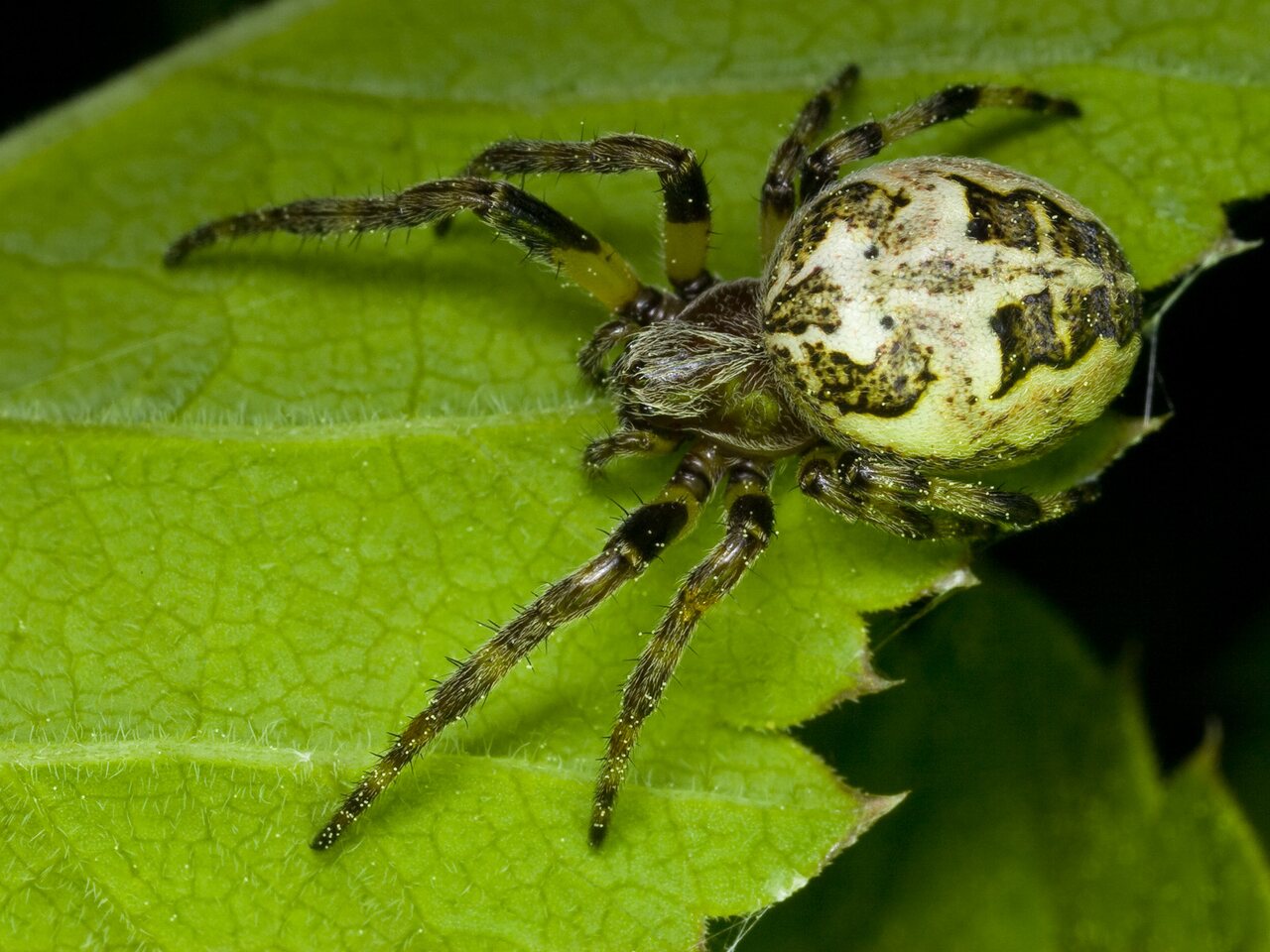 Araneidae-Larinioides-cornutus-female-9869.jpg