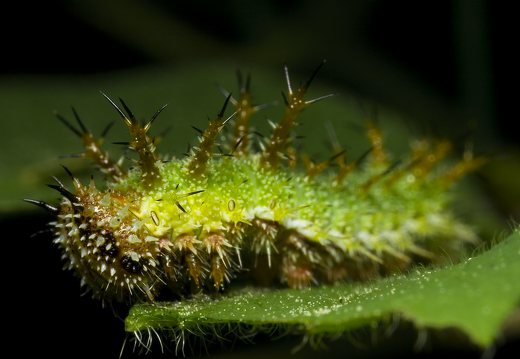 Limenitis camilla caterpillar · mažasis juodmargis, vikšras