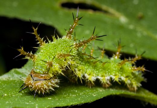 ~ Nymphalidae caterpillars · plaštakių vikšrai