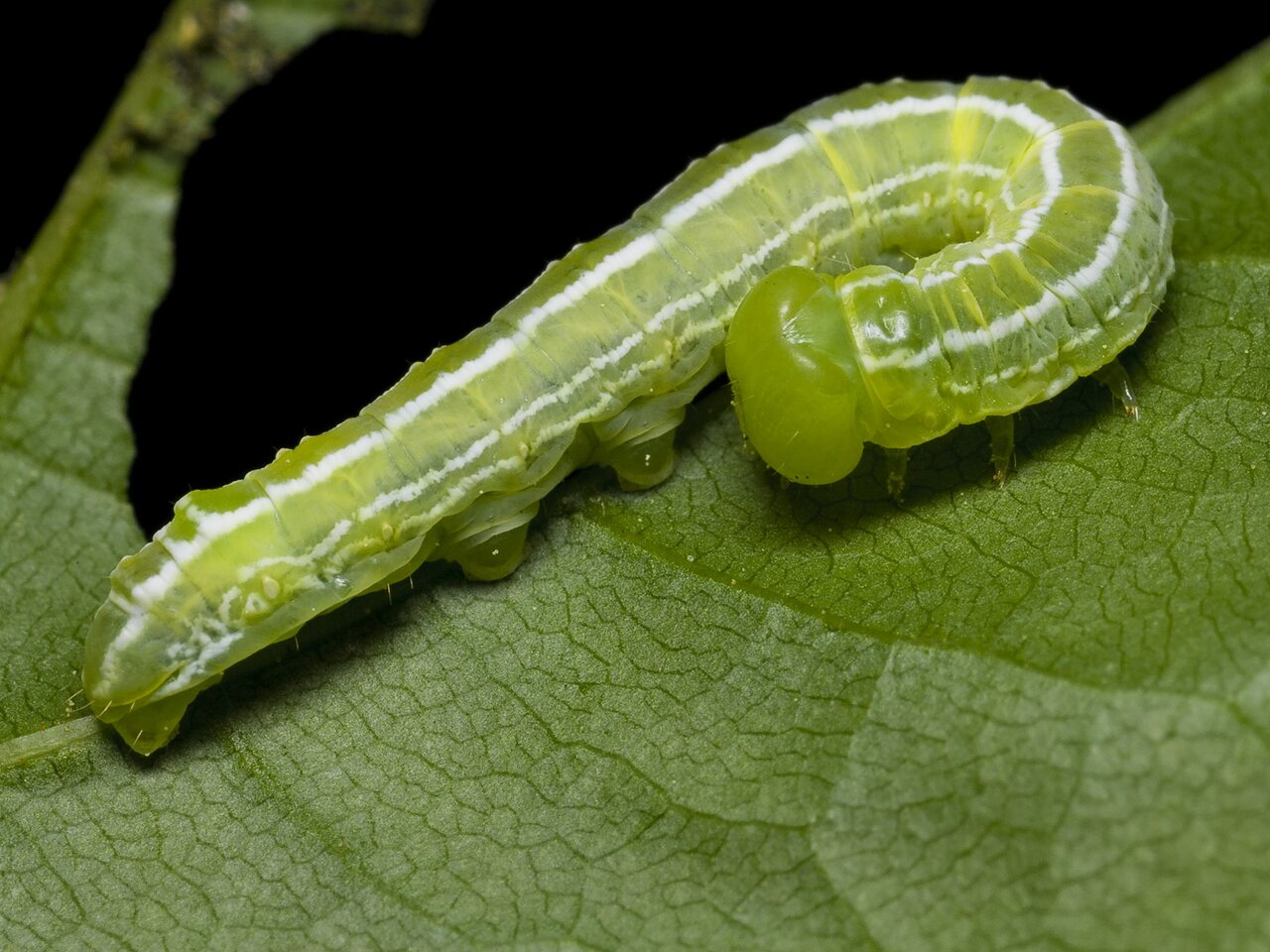 Lepidoptera-0080.jpg