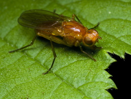Psilidae · šakniamusės