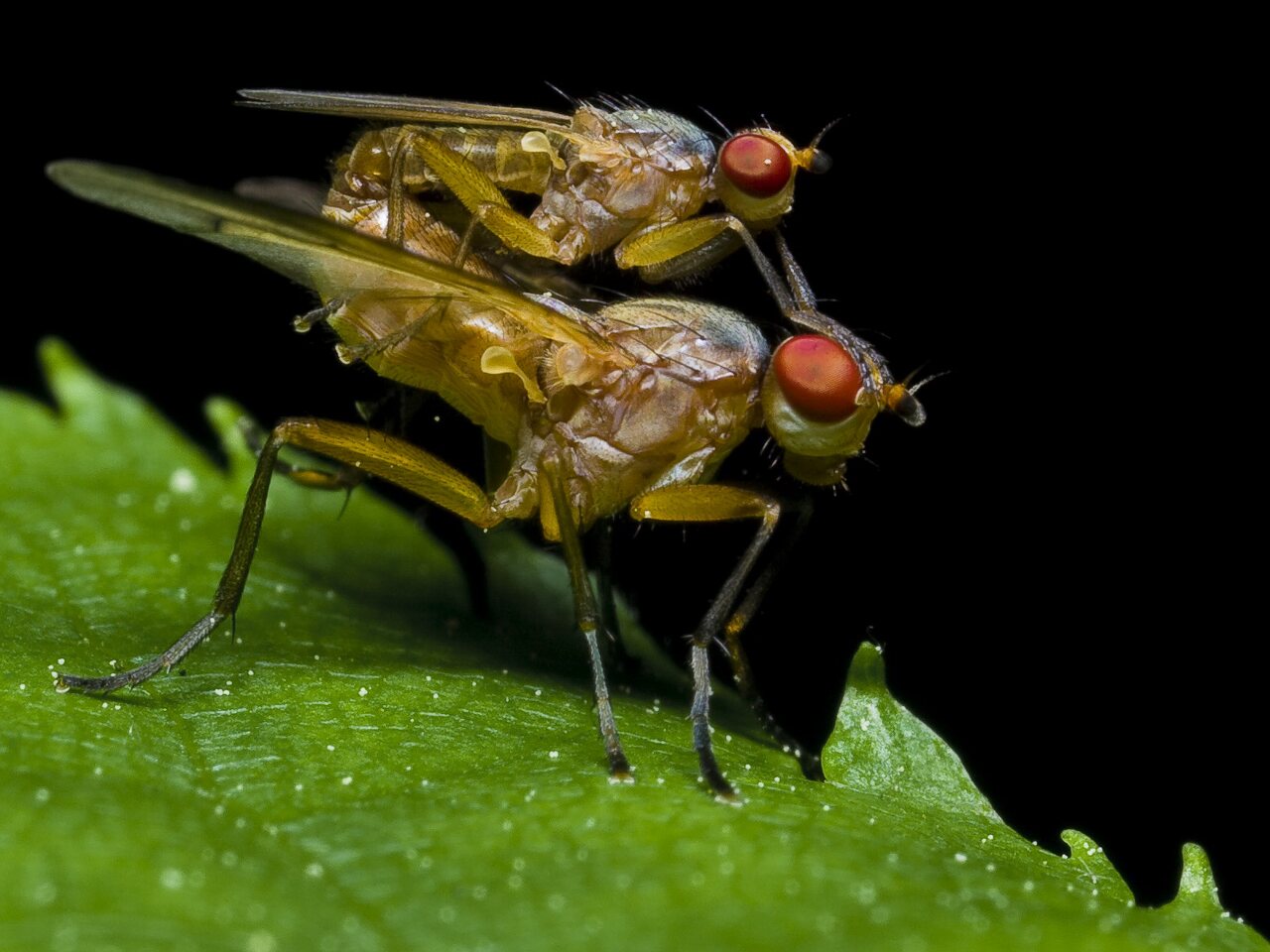 Diptera-0169.jpg