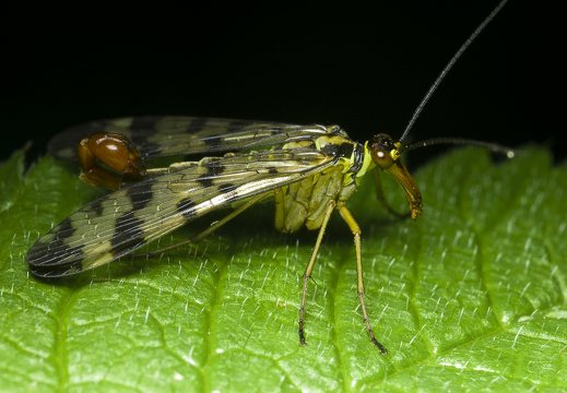 Panorpa communis male · paprastoji skorpionmusė ♂