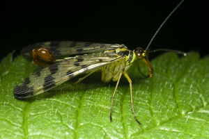 Panorpa communis male · paprastoji skorpionmusė ♂