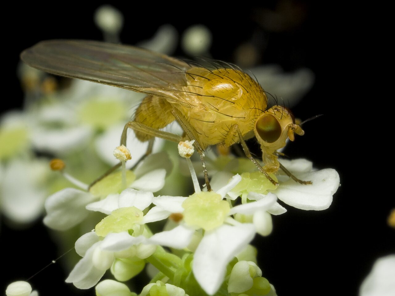 Diptera-0249.jpg