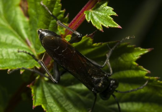 Macrophya annulata · pjūklelis