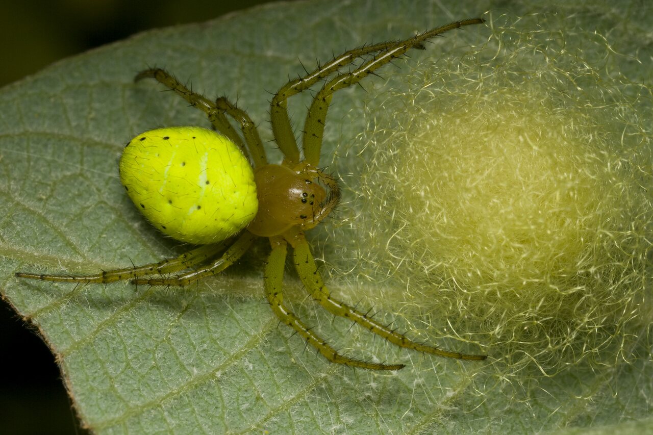Araniella cucurbitina female with eggs · raudondėmis voriukas ♀, kiaušinėliai
