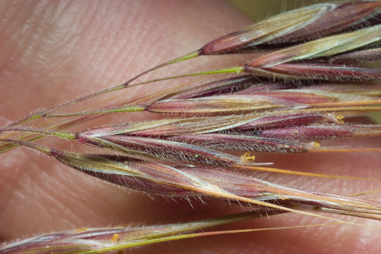 Poaceae-0703.jpg
