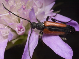 Stenurella melanura female · juodasiūlis grakštenis ♀