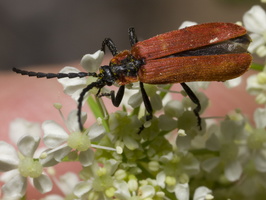 Lygistopterus sanguineus · žiedvabalis