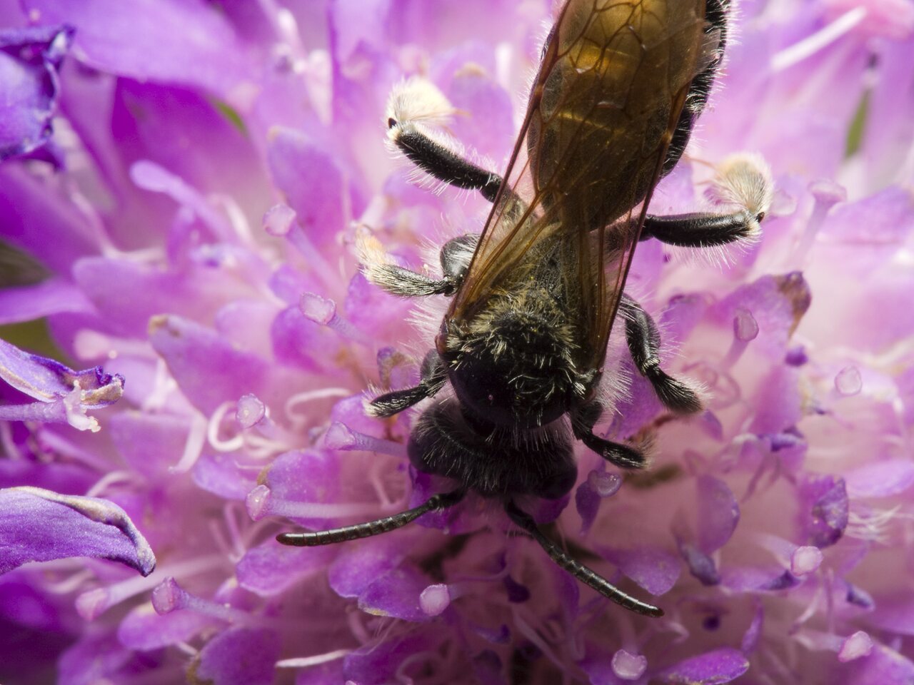 Apidae-1025.jpg