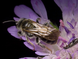 Andrena hattorfiana male · buožaininė smėliabitė ♂