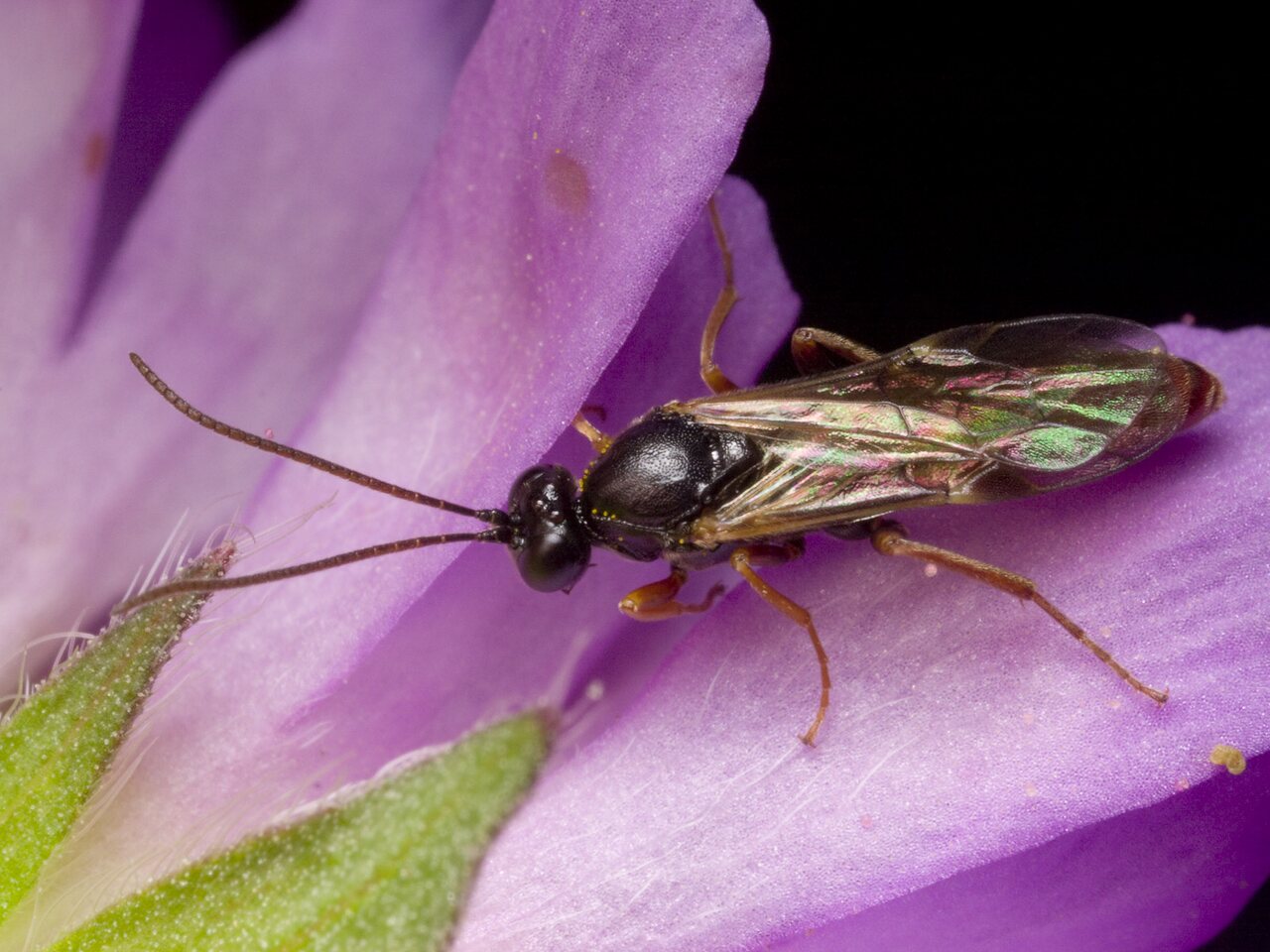 Hymenoptera-1041.jpg