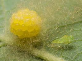 Araniella cucurbitina, eggs · raudondėmis voriukas, kiaušinėliai