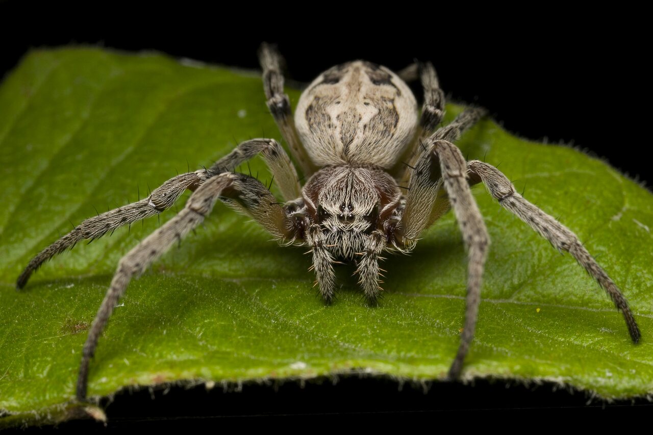 Araneidae-Larinioides-cornutus-female-1191.jpg