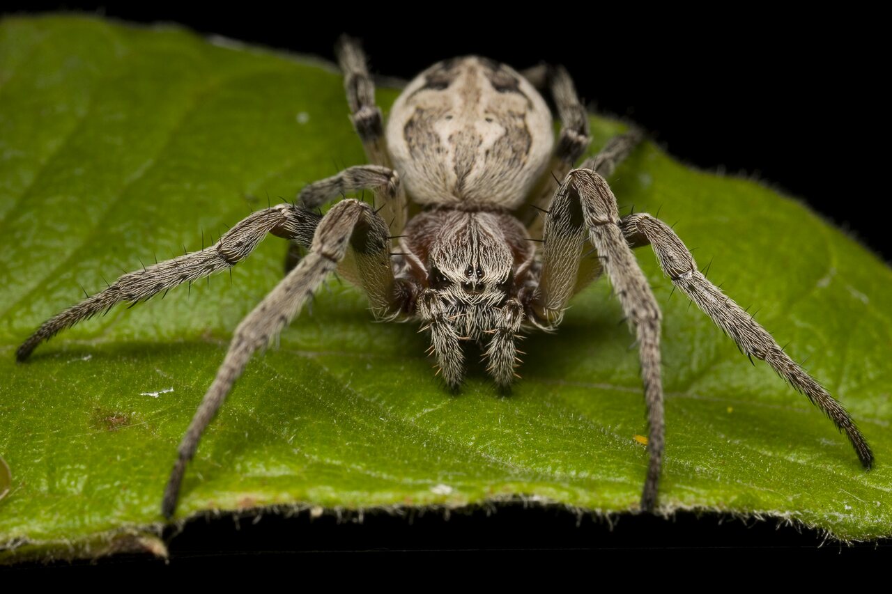 Araneidae-Larinioides-cornutus-female-1192.jpg