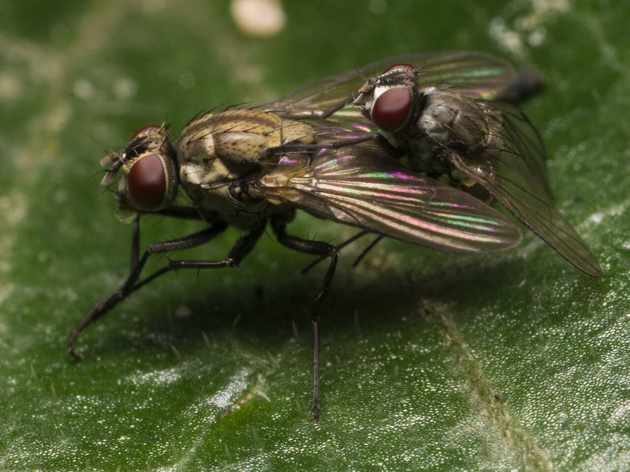 Diptera-1293.jpg