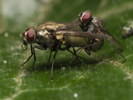 Muscidae copula · tikramusė poruojasi