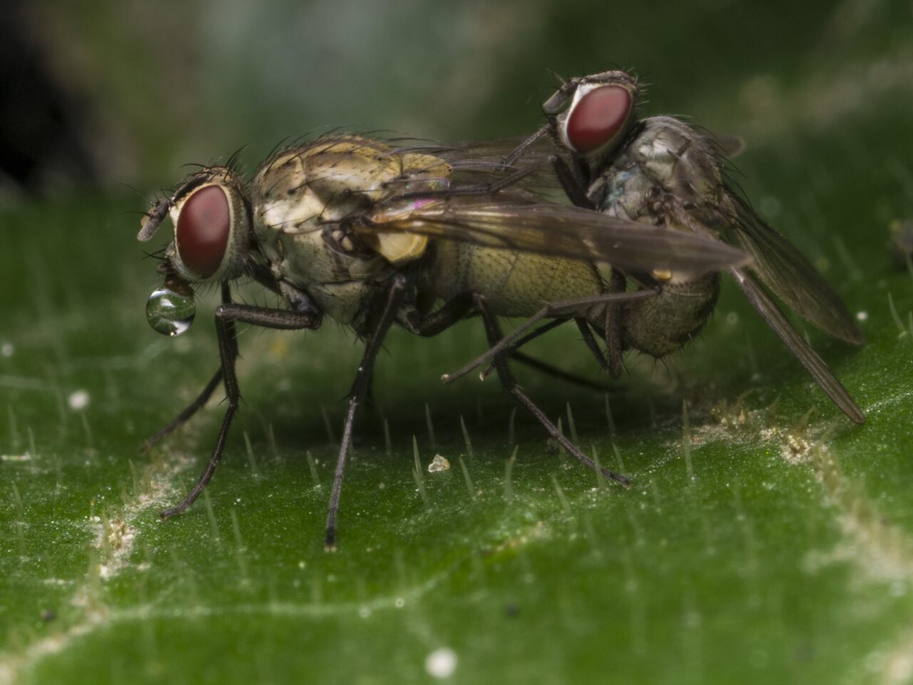 Diptera-1295.jpg