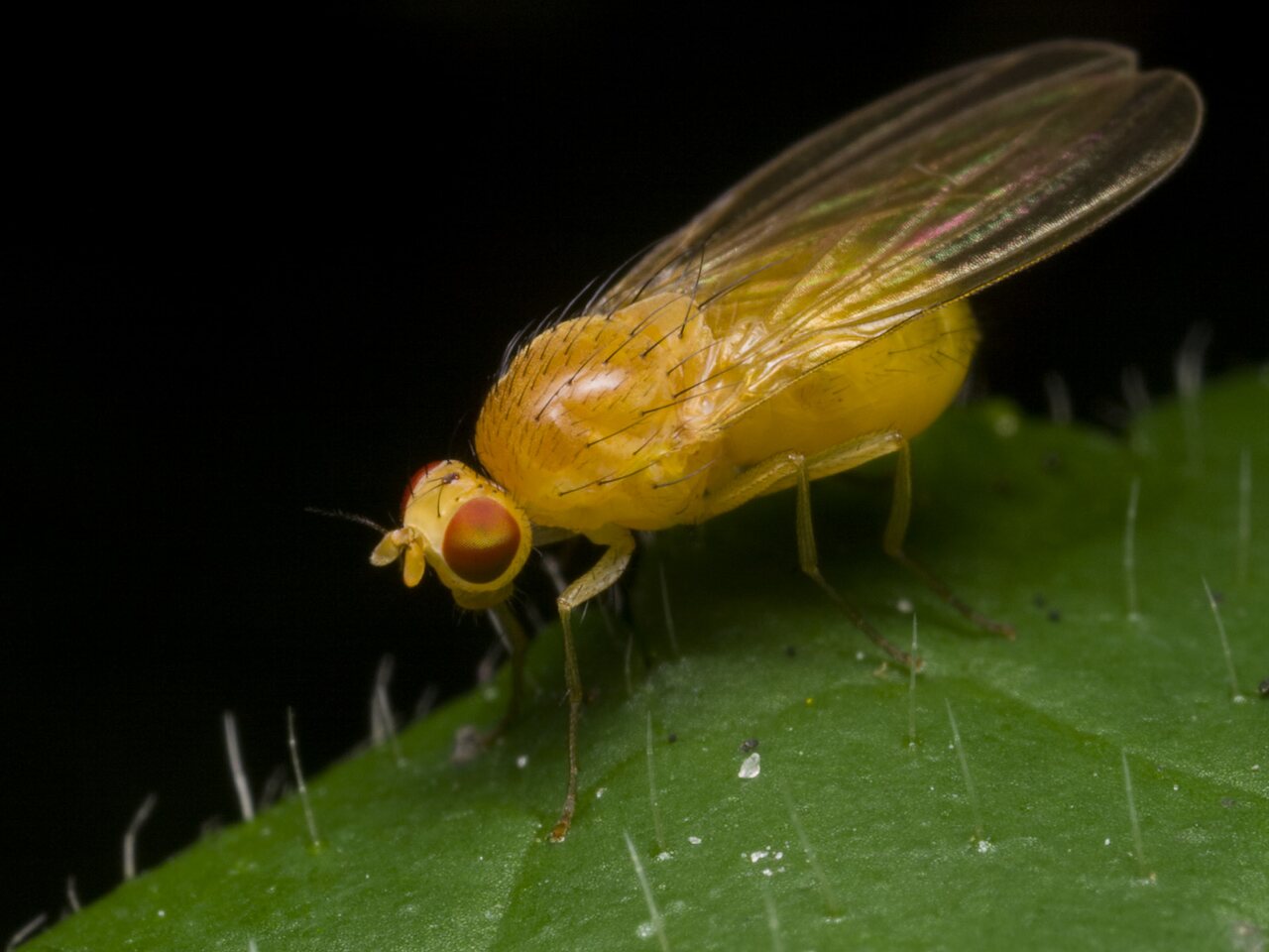 Diptera-1300.jpg