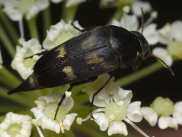 Variimorda villosa · paprastasis dygliavabalis