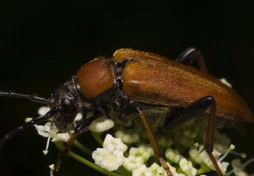 Stictoleptura rubra female · raudonasis žieduolis ♀