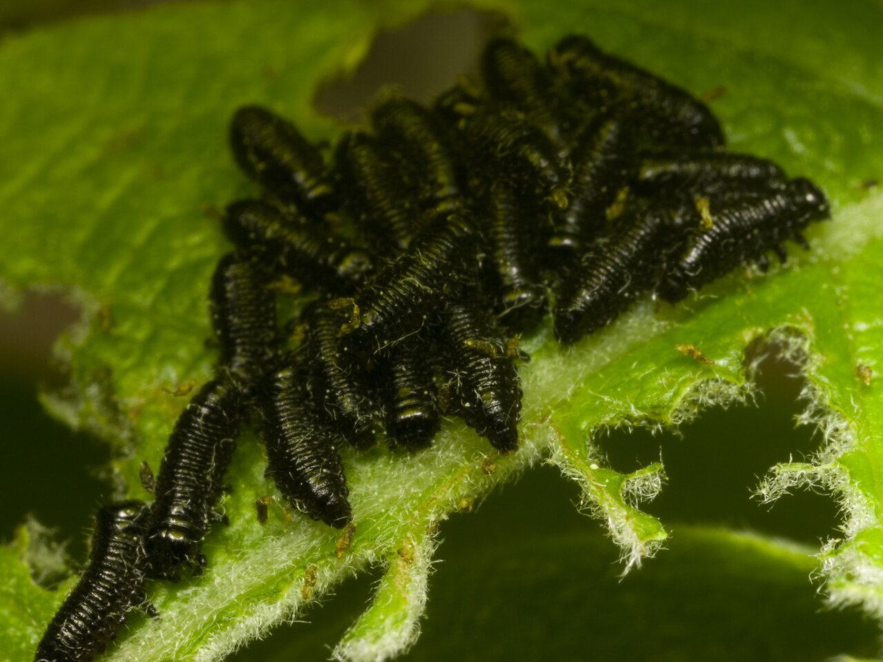 Chrysomelidae-larvae-1492.jpg