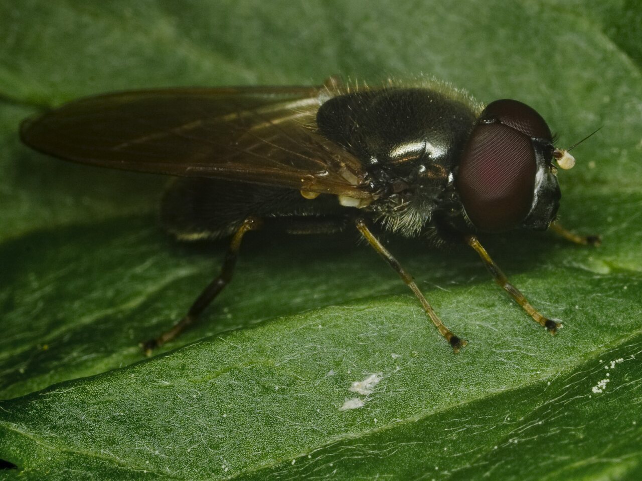 Diptera-1507.jpg