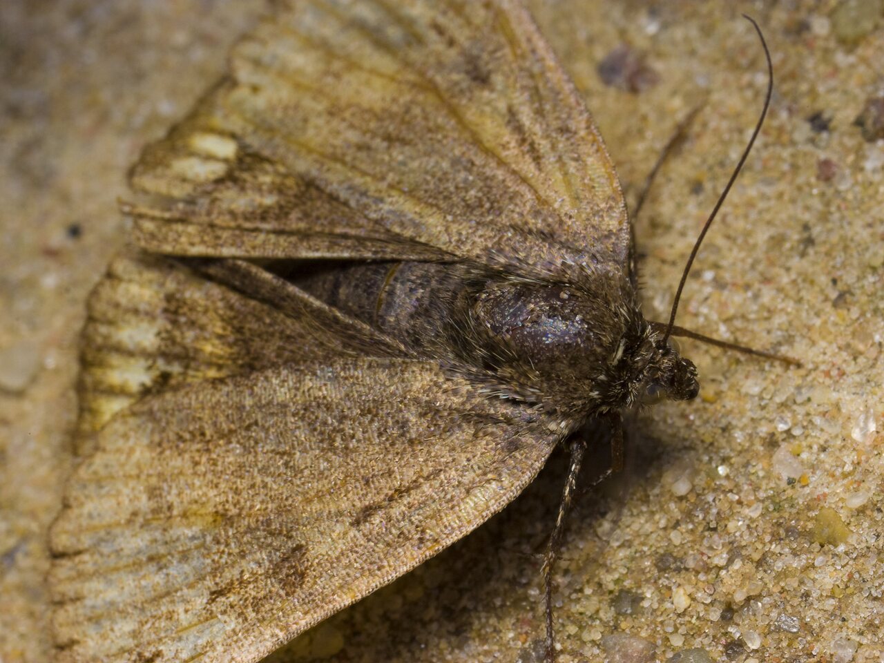 Lepidoptera-1561.jpg