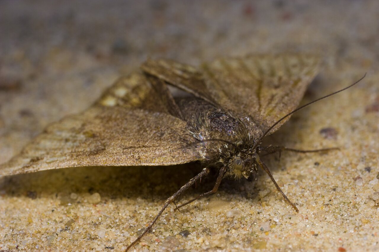 Lepidoptera-1562.jpg