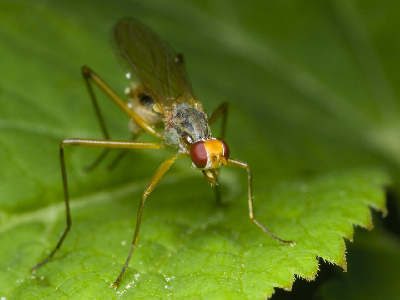 Diptera-1573.jpg