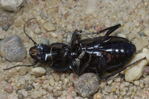 Pterostichus niger · juodasis smiltžygis