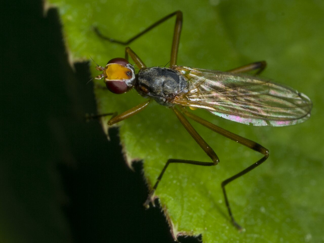 Diptera-1636.jpg