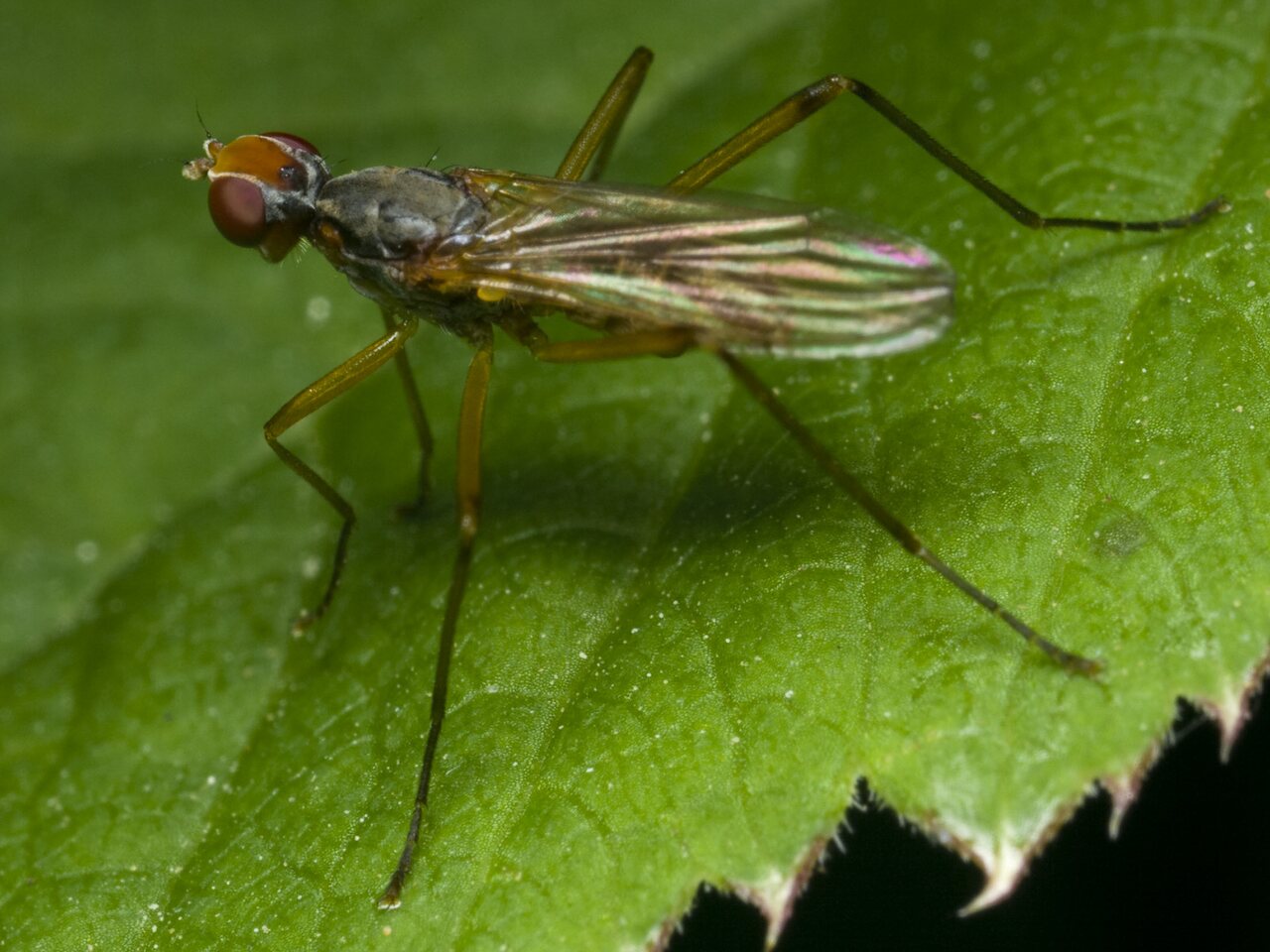 Diptera-1637.jpg