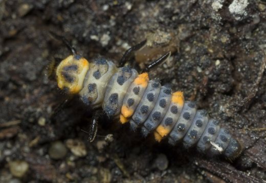 Coccinella septempunctata larva · septyntaškė boružė, lerva