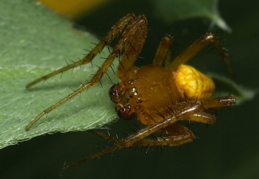 Araneus alsine male · rausvapilvis kryžiuotis ♂