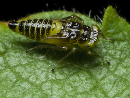 Cicadomorpha nymph · cikada, nimfa