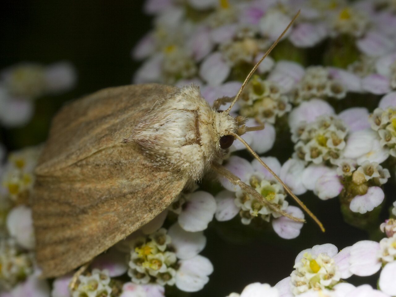 Lepidoptera-2109.jpg