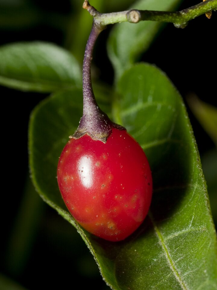2209-Solanum-dulcamara.jpg