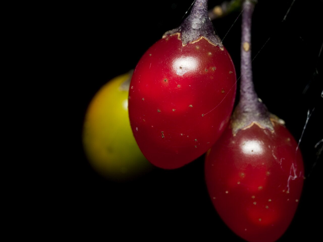 2210-Solanum-dulcamara.jpg