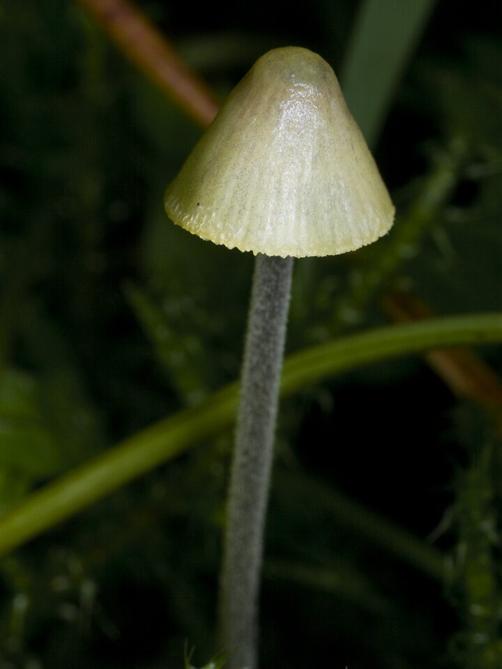 ~ other fungi