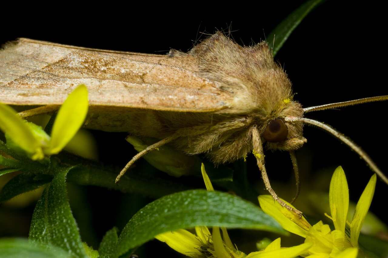 Lepidoptera-2476.jpg