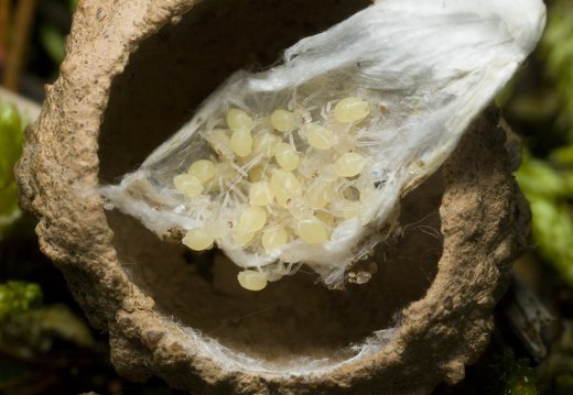 Clubiona caerulescens eggsack with juvenile