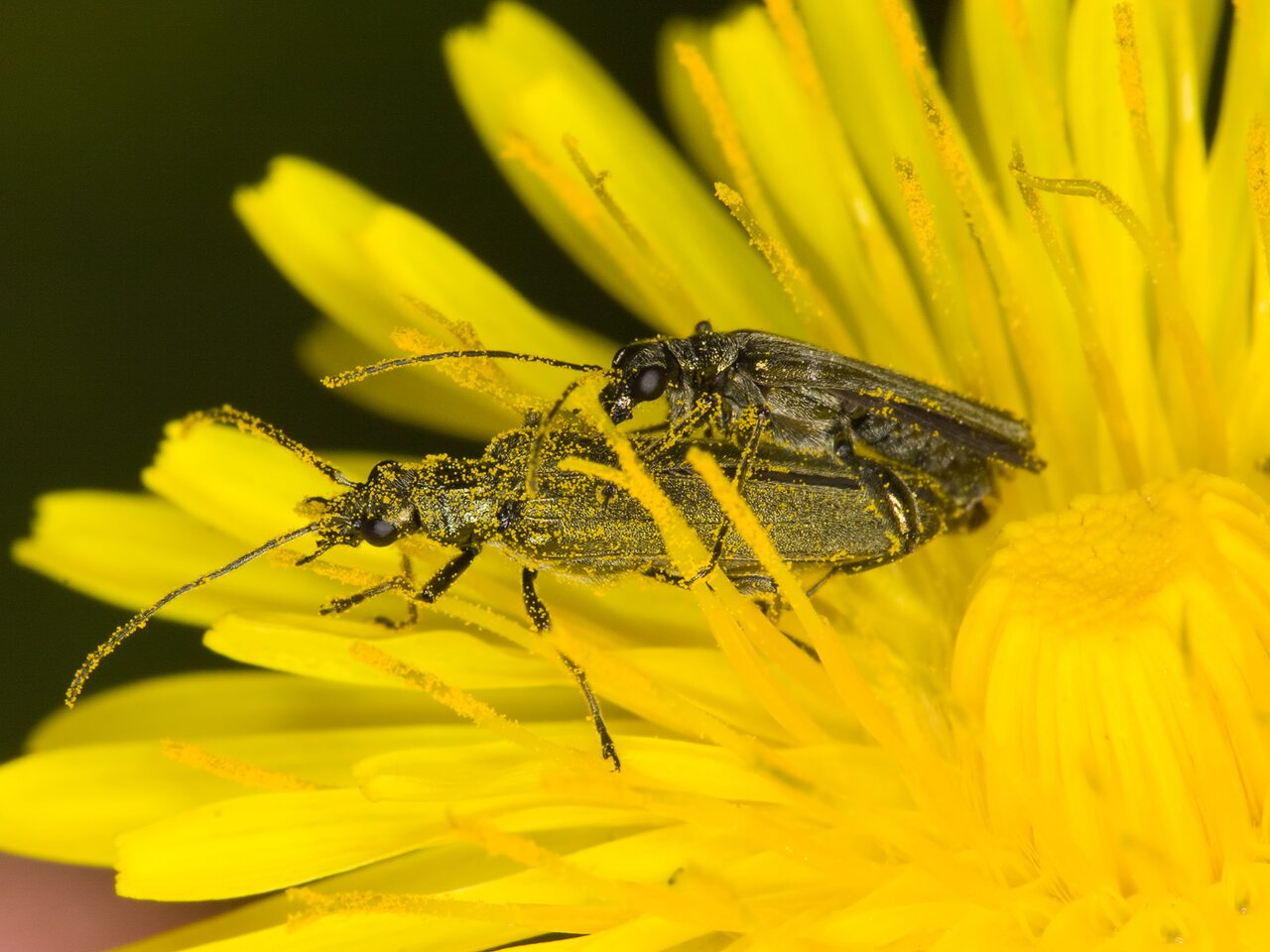 Oedemera virescens mating · laibavabalis poruojasi
