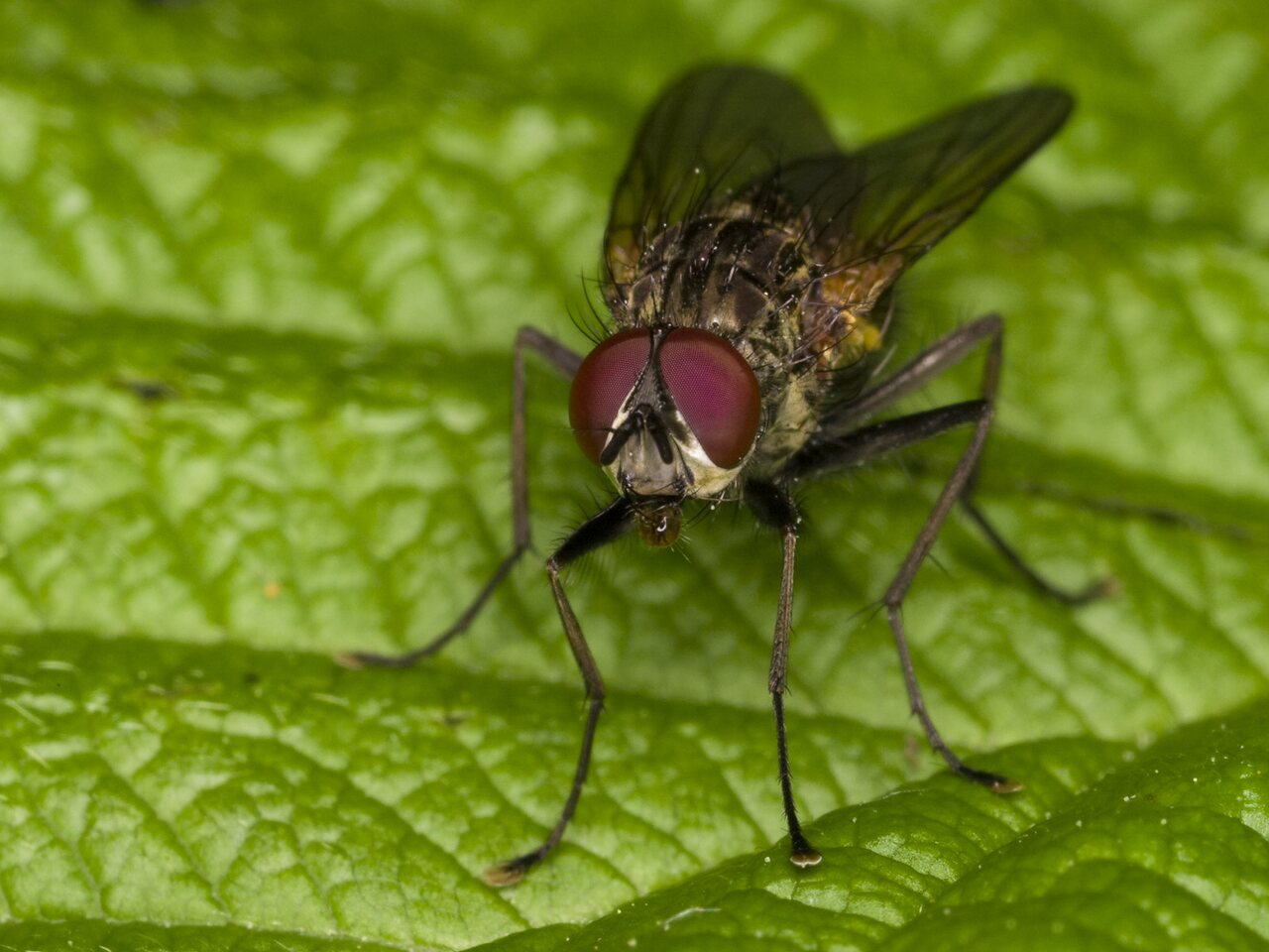 Diptera-3365.jpg