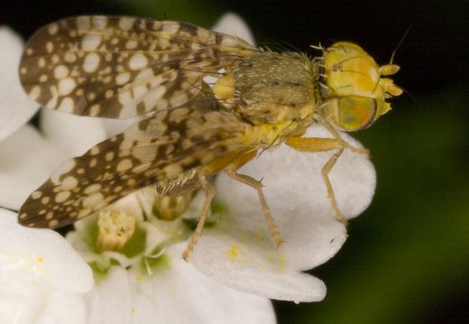Oxyna flavipennis · margasparnė