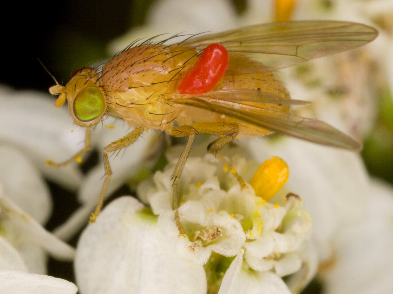 Diptera-3715.jpg